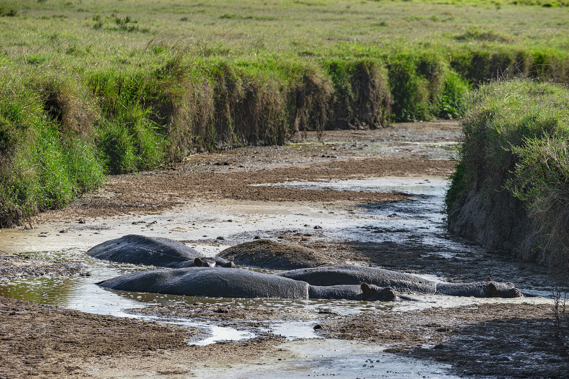 7-Day Kenya Signature Safari in Masai Mara National Reserve | Blue Mountain Safaris