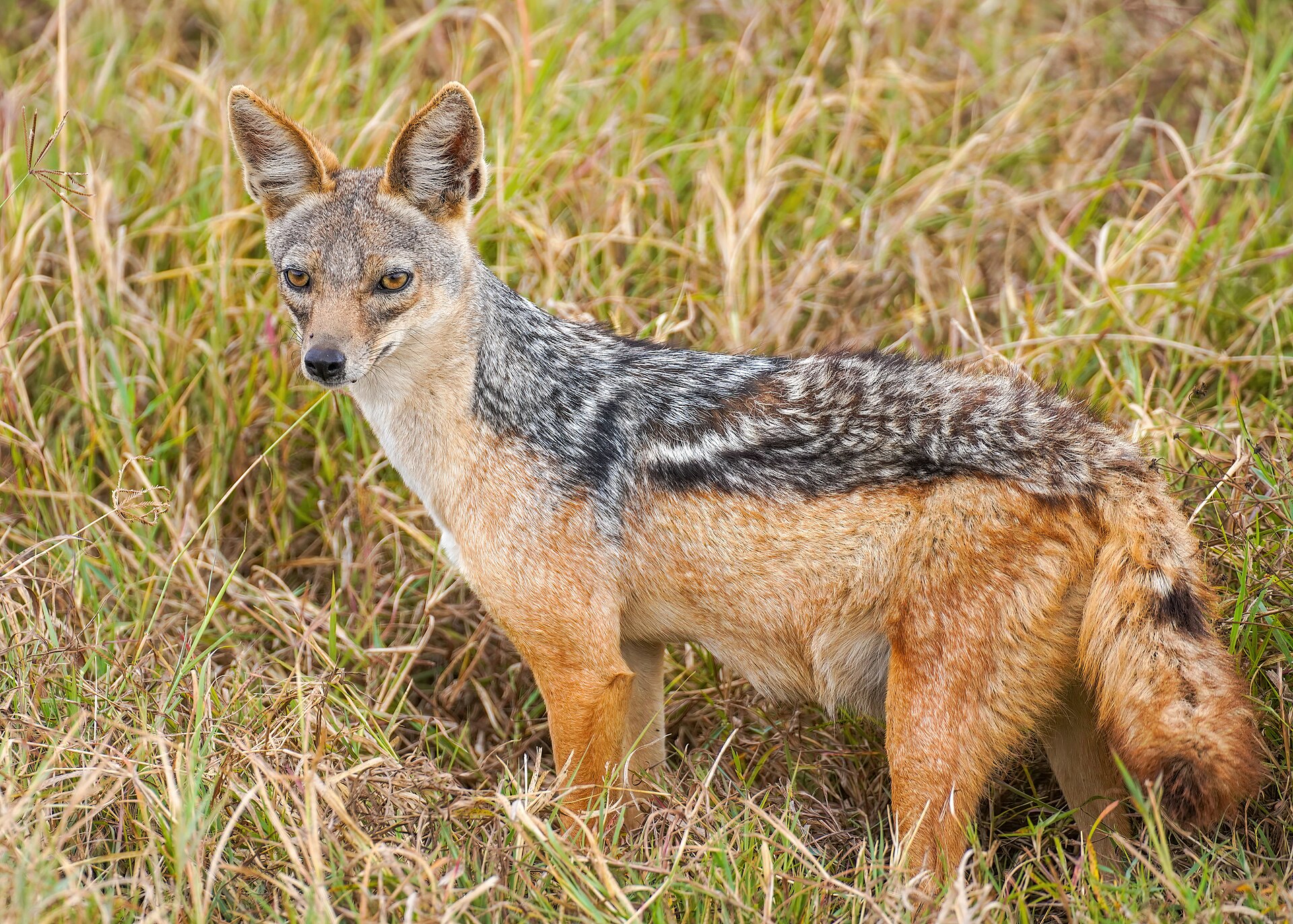 10 Days Kenya & Tanzania Grand Safari in Masai Mara National Reserve