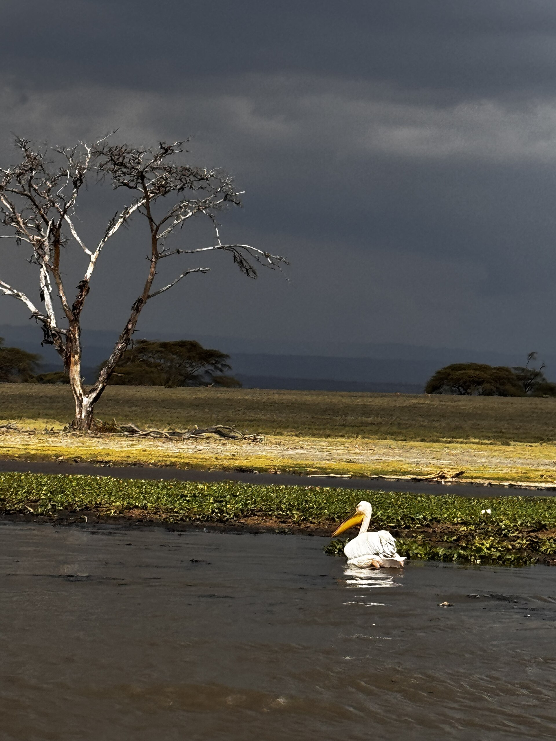 6 Days Mara, Naivasha & Amboseli Safari in Masai Mara National Reserve