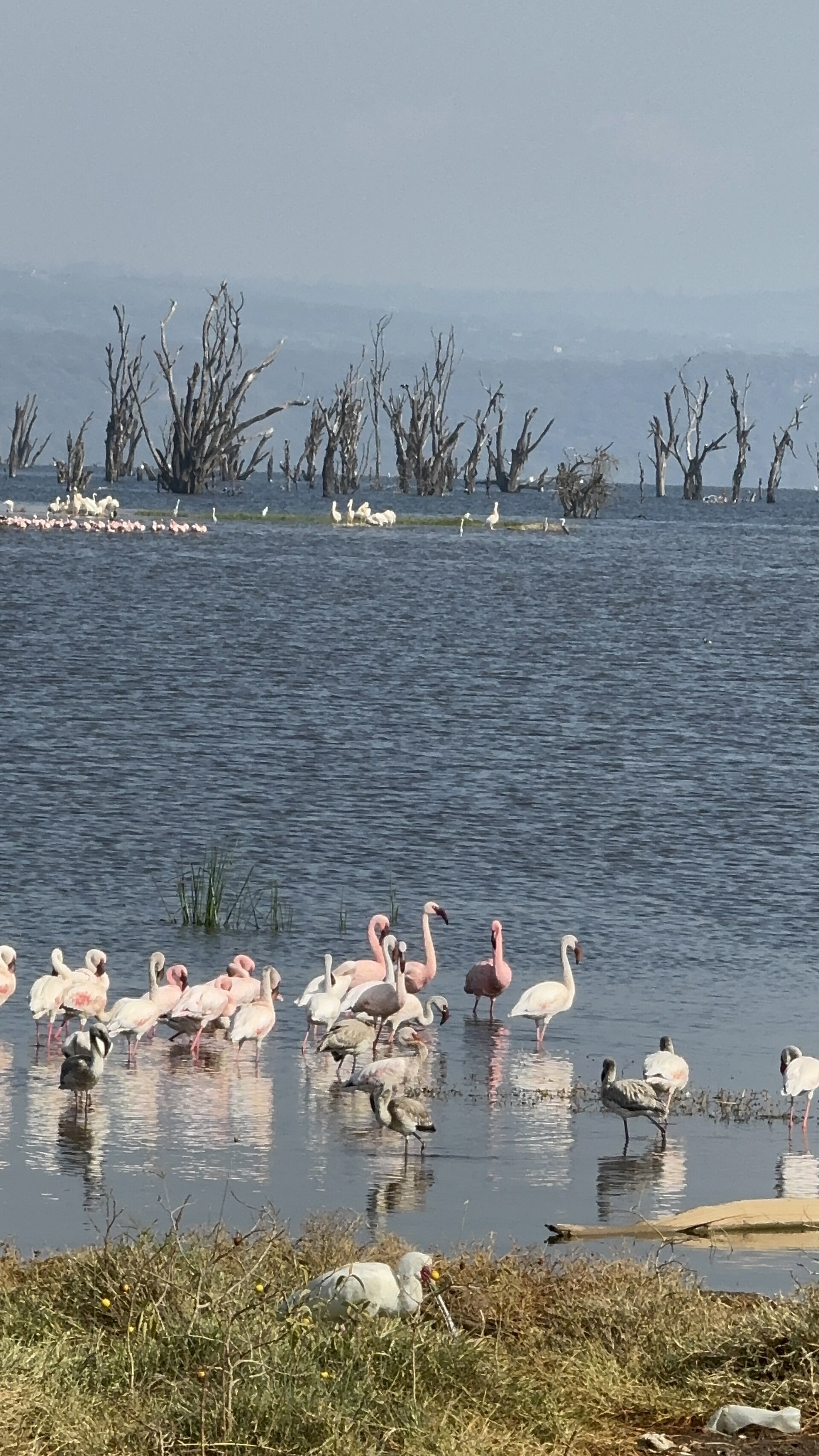 4-Day Masai Mara and Lake Nakuru Private Safari in Masai Mara National Reserve | Blue Mountain Safaris