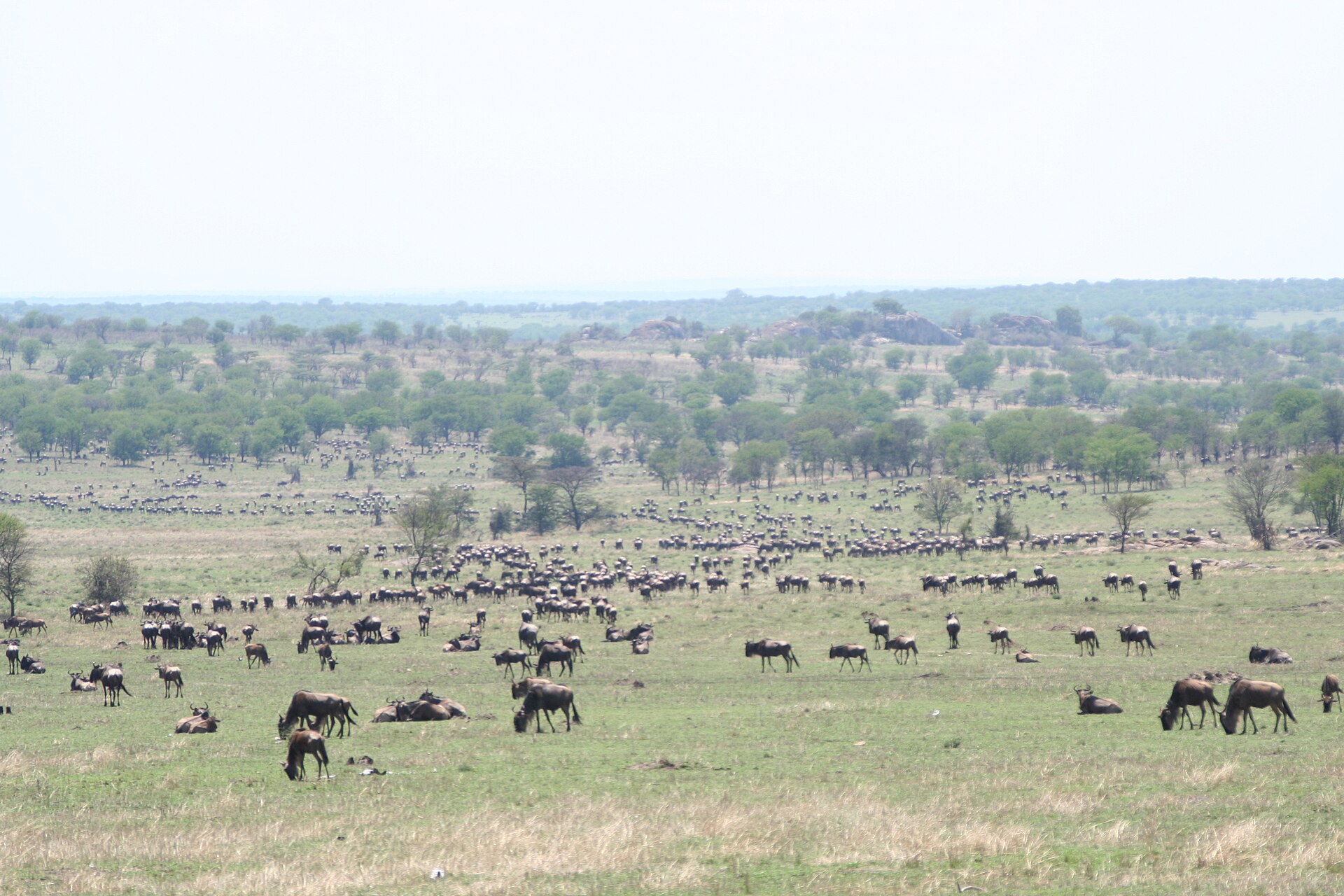 3 Days Serengeti Safari (Tanzania) in Serengeti National Park