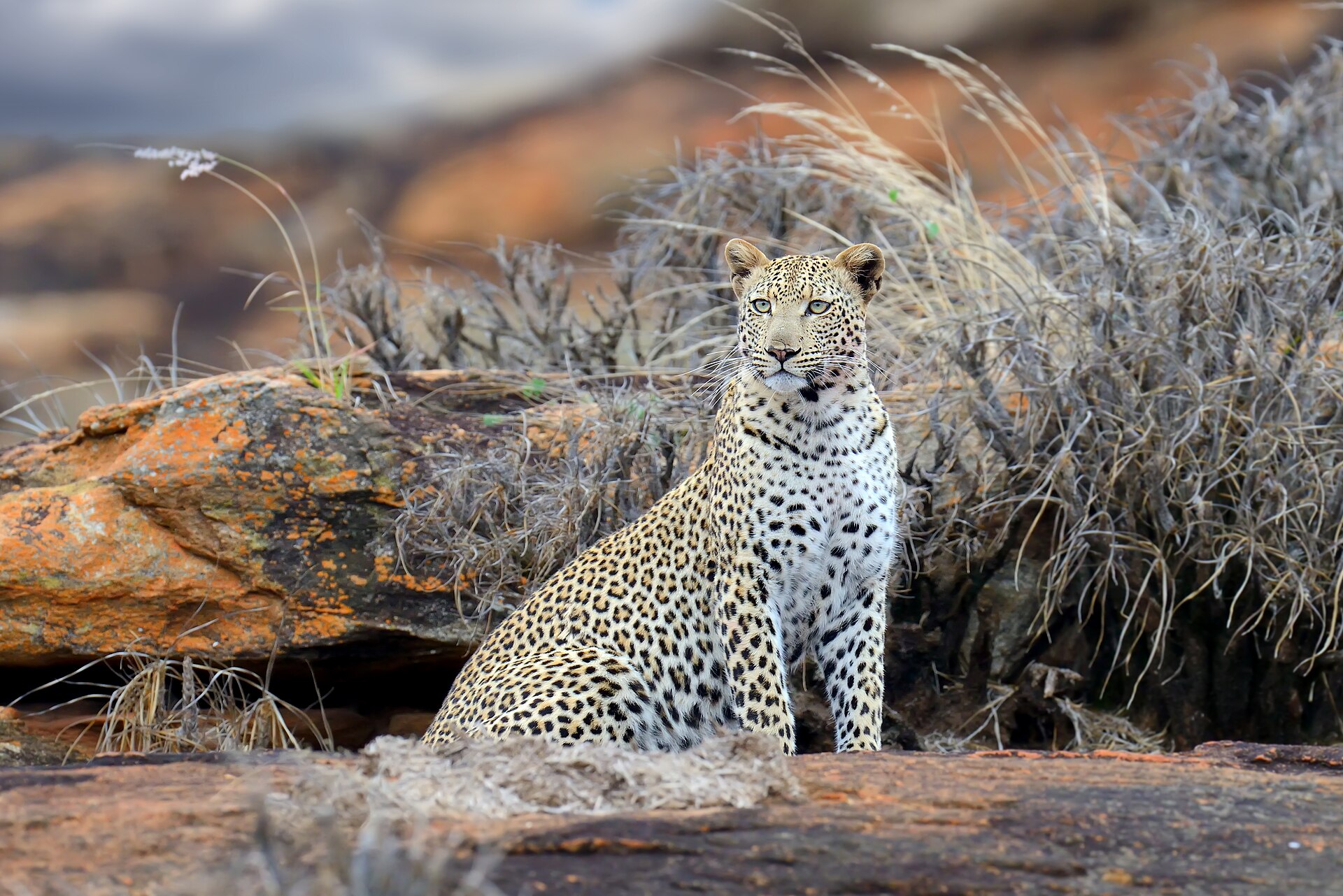 Tsavo East Day Tour from Nairobi in Tsavo East National Park