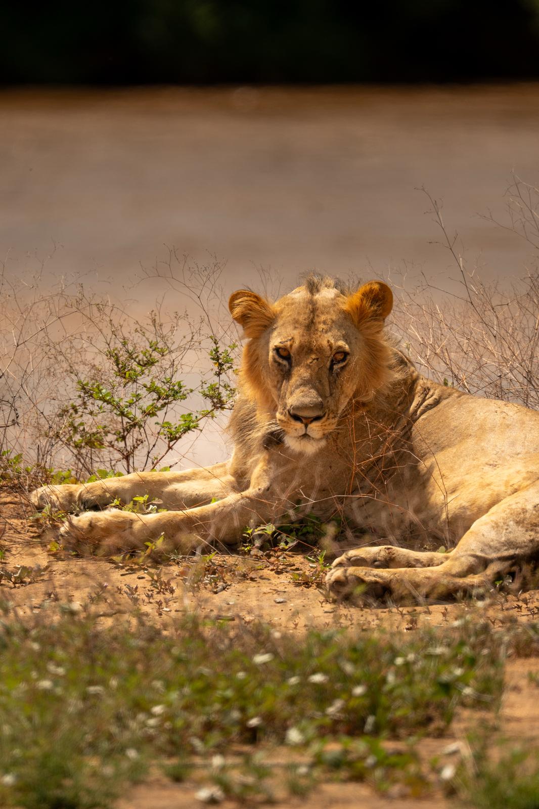 Day 5 on 5-Day Amboseli and Tsavo West Safari