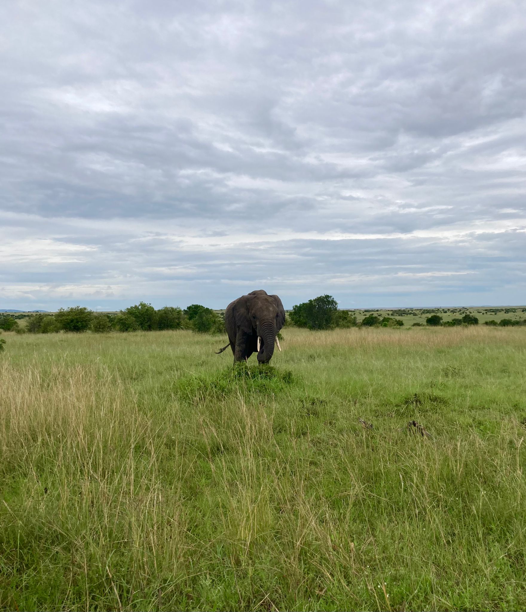 Blue Mountain Safaris field image