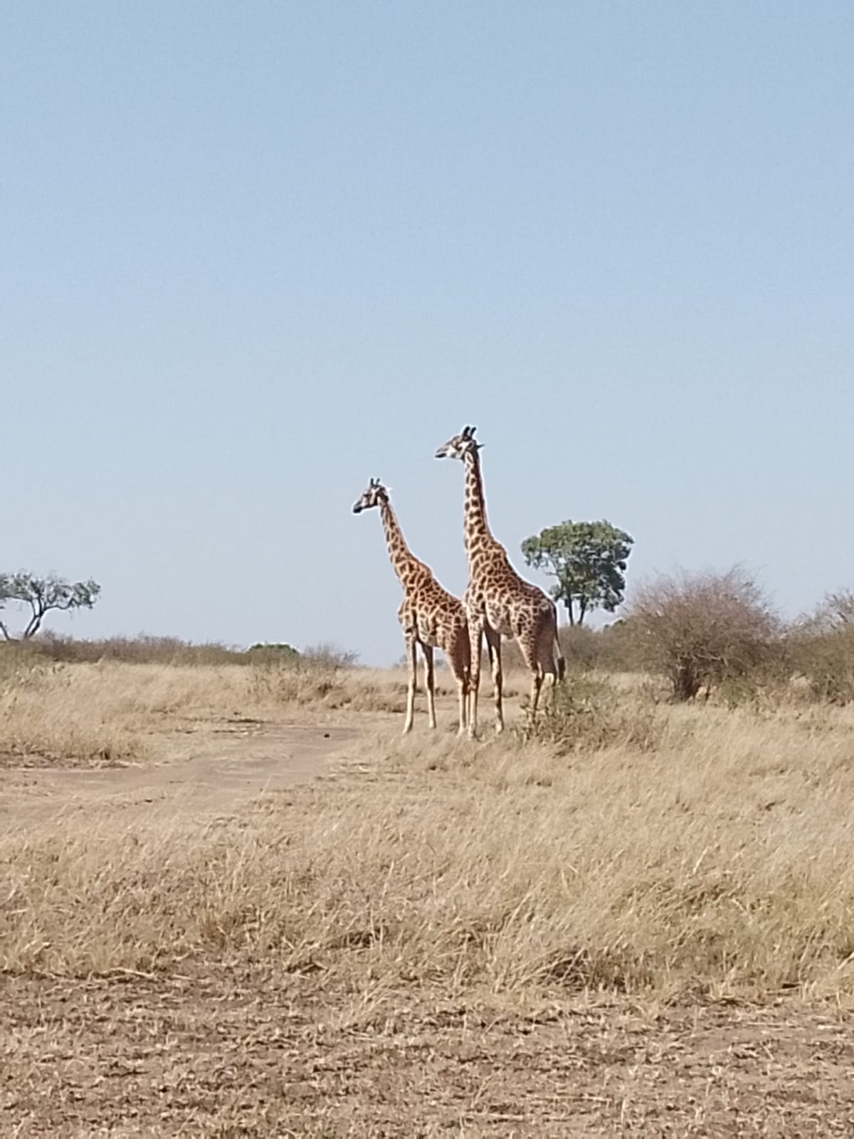 Blue Mountain Safaris field image