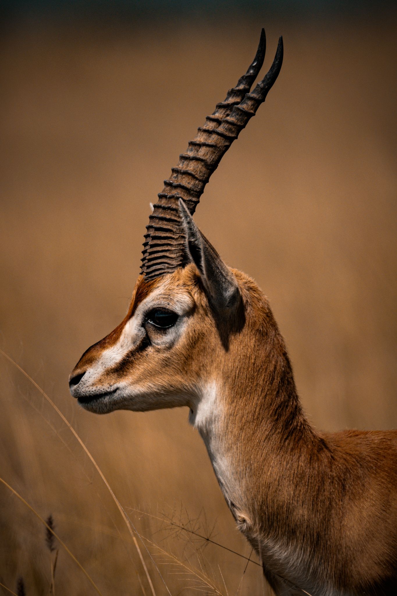 Blue Mountain Safaris field image