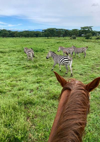 Blue Mountain Safaris field image