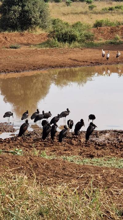 Blue Mountain Safaris field image