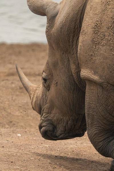Blue Mountain Safaris field image