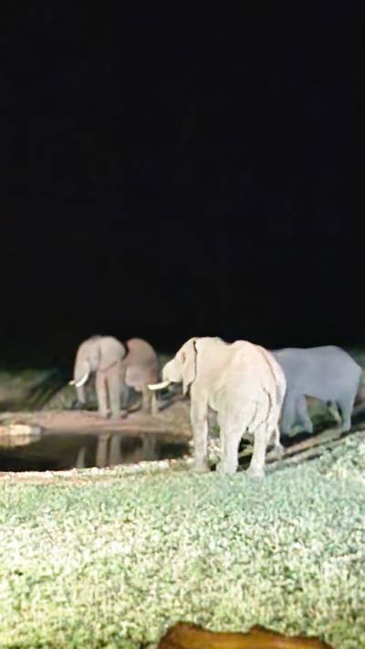 Blue Mountain Safaris field image