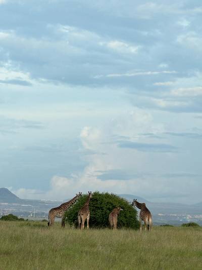Blue Mountain Safaris field image