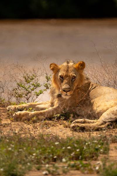 Blue Mountain Safaris field image