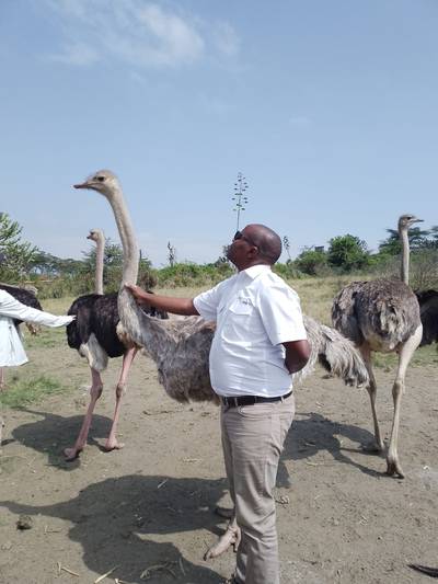 Blue Mountain Safaris field image