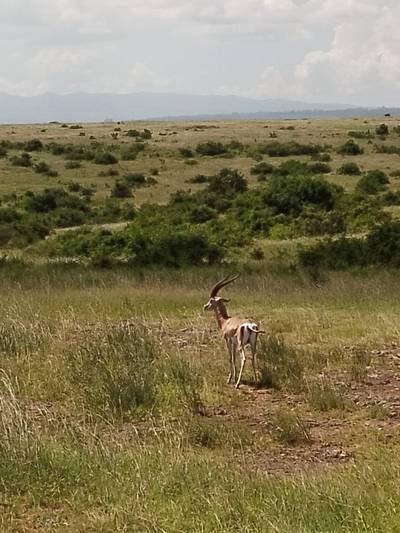 Blue Mountain Safaris field image