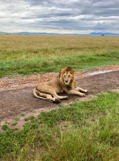Blue Mountain Safaris field image