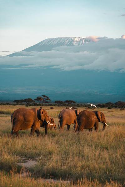 Blue Mountain Safaris field image