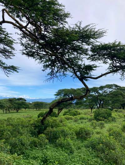 Blue Mountain Safaris field image