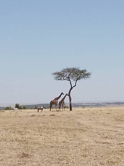 Blue Mountain Safaris field image