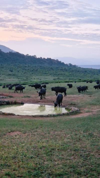 Blue Mountain Safaris field image