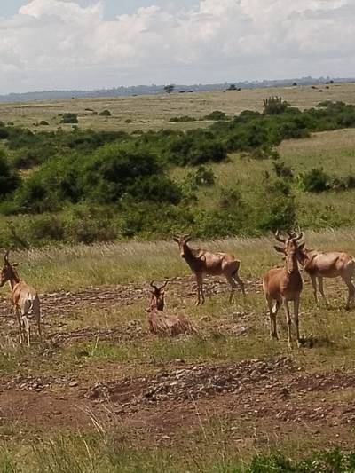 Blue Mountain Safaris field image
