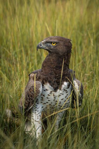 Blue Mountain Safaris field image