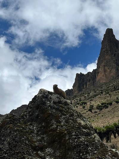 Blue Mountain Safaris field image