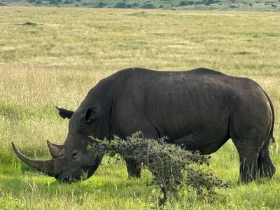 Blue Mountain Safaris field image