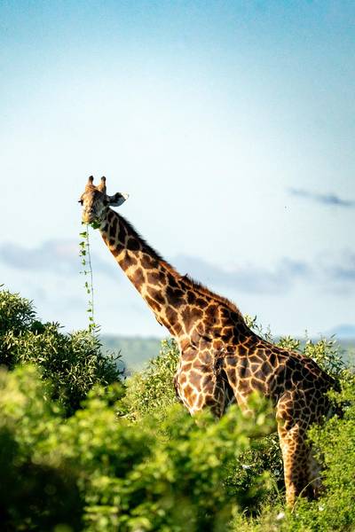 Blue Mountain Safaris field image