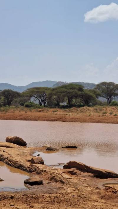 Blue Mountain Safaris field image