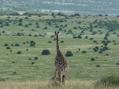 Blue Mountain Safaris field image