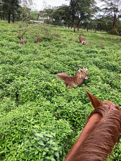 Blue Mountain Safaris field image