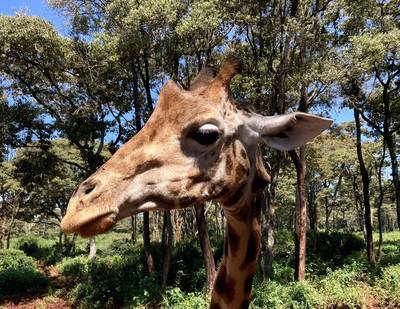 Blue Mountain Safaris field image