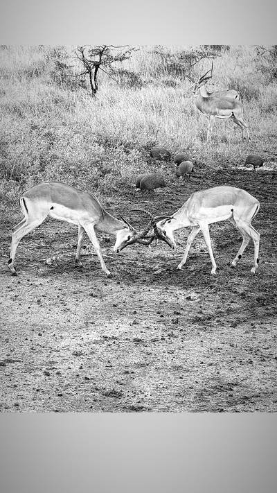 Blue Mountain Safaris field image