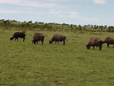 Blue Mountain Safaris field image