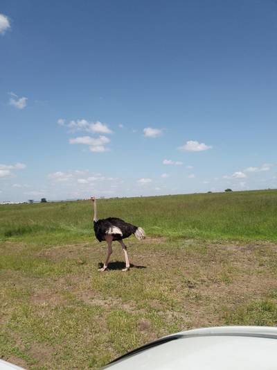 Blue Mountain Safaris field image