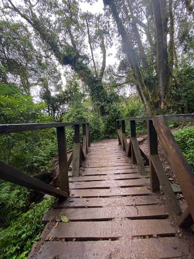 Blue Mountain Safaris field image