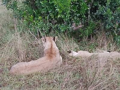 Blue Mountain Safaris field image