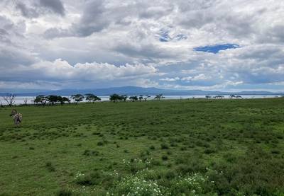 Blue Mountain Safaris field image