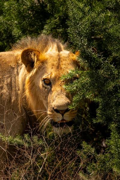 Blue Mountain Safaris field image