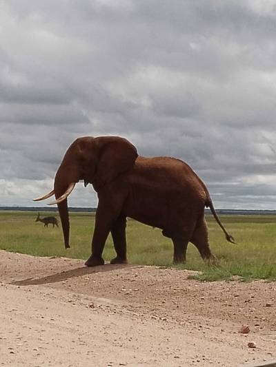 Blue Mountain Safaris field image