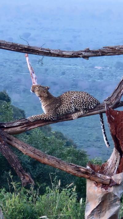 Blue Mountain Safaris field image