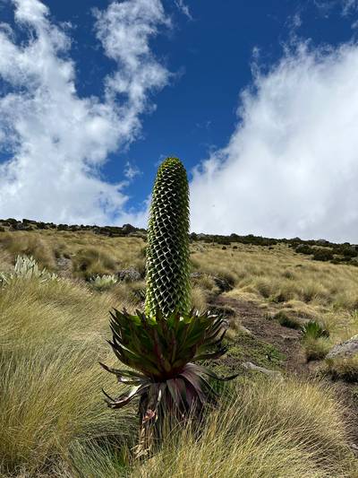 Blue Mountain Safaris field image