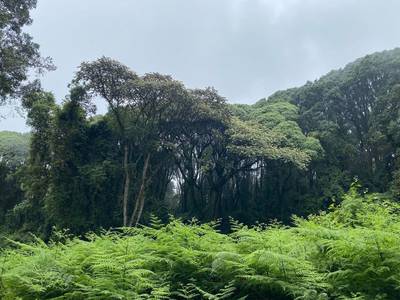 Blue Mountain Safaris field image