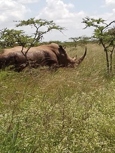 Blue Mountain Safaris field image