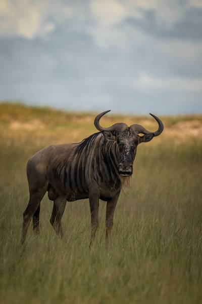 Blue Mountain Safaris field image