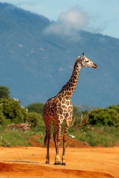Blue Mountain Safaris field image