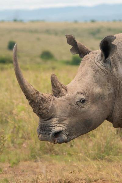 Blue Mountain Safaris field image