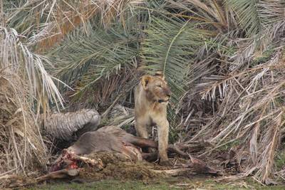 Blue Mountain Safaris field image