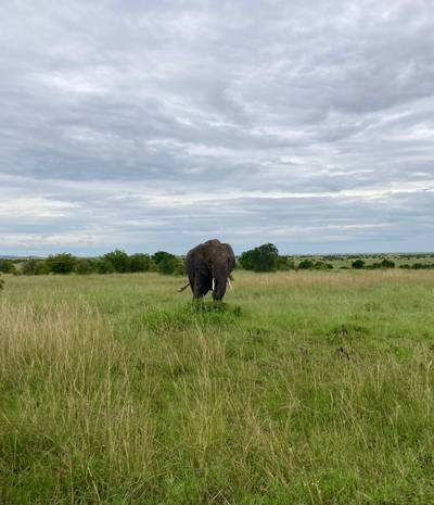 Blue Mountain Safaris field image