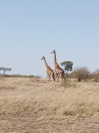 Blue Mountain Safaris field image